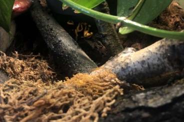 Poison dart frogs kaufen und verkaufen Photo: 3 Männchen Dendrobates Leucomelas 