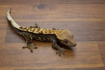 Geckos kaufen und verkaufen Foto: Looking for hundreds Ciliatus babies, females(20g+) 