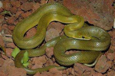 Snakes kaufen und verkaufen Photo: Senticolis triaspis intermedia 