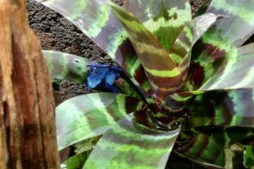 Poison dart frogs kaufen und verkaufen Photo: Azureus, tinctoreus.männl.