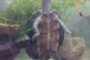 Schildkröten  kaufen und verkaufen Foto: Mississippi Höckerschildkröte, Weibchen