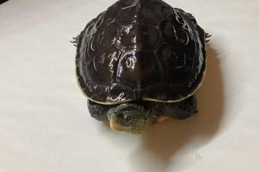 Schildkröten  kaufen und verkaufen Foto: Suche ein neues Zuhause für 3 Wasserschildkröten