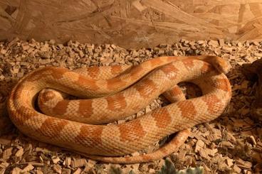 Nattern ungiftige  kaufen und verkaufen Foto: 1,0 Pantherophis guttatus (amelanistic) 