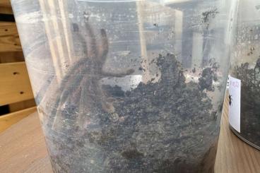 Spiders and Scorpions kaufen und verkaufen Photo: 3.0 Poecilotheria rufilata RH 05/24