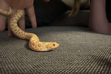 Snakes kaufen und verkaufen Photo: Heterodon nasicus Hakennasennatter 1.0 Albino 50% Het Snow Snakes kaufen und verkaufen Photo: Heterodon nasicus Hakennasennatter 1.0 Albino 50% Het Snow