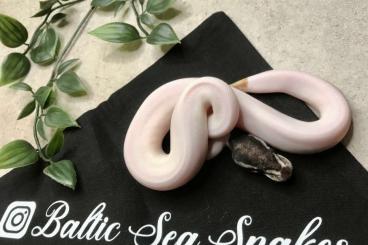 Snakes kaufen und verkaufen Photo: Königspython 1.1 Mojave yellowbelly piebald 