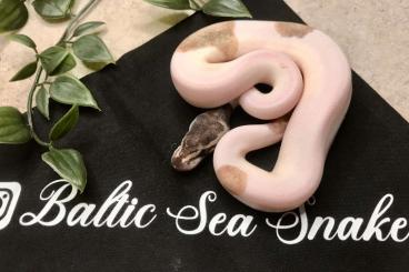 Schlangen kaufen und verkaufen Foto: Königspython 1.2 Mojave yellowbelly piebald 