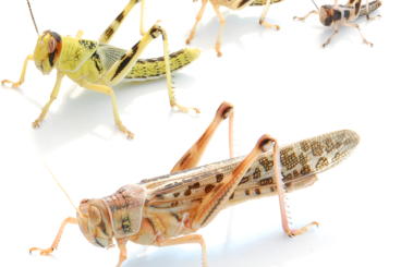 Feeder animals kaufen und verkaufen Photo: Futterinsekten - Versand von Mo bis Do das ganze Jahr über