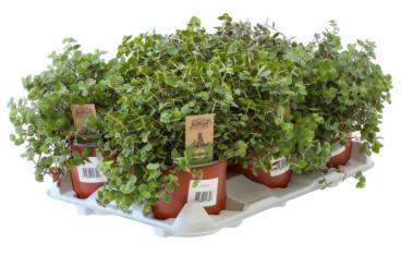 Zubehör kaufen und verkaufen Foto: Futterpflanzen - Callisia repens - Schönpolster