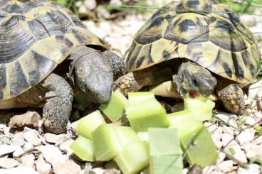 Zubehör kaufen und verkaufen Foto: Opuntienblätter - Frische Ernte - Bio-Qualität 