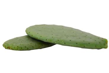 Zubehör kaufen und verkaufen Foto: Opuntienblätter - Frische Ernte - Bio-Qualität 