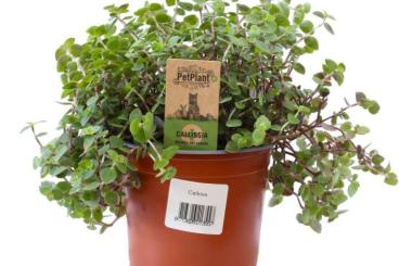 Zubehör kaufen und verkaufen Foto: Futterpflanzen - Callisia repens - Schönpolster 