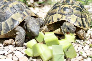 Zubehör kaufen und verkaufen Foto: Opuntienblätter in Bio-Qualität