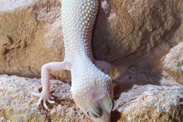 Geckos kaufen und verkaufen Foto: Eublepharis macularius 1.2