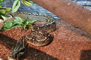 Boas kaufen und verkaufen Foto: Boa Constrictor Occidentalis NZ21 + NZ23 Boas kaufen und verkaufen Foto: Boa Constrictor Occidentalis NZ21 + NZ23