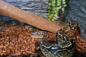 Boas kaufen und verkaufen Photo: Boa Constrictor Occidentalis NZ21 + NZ23