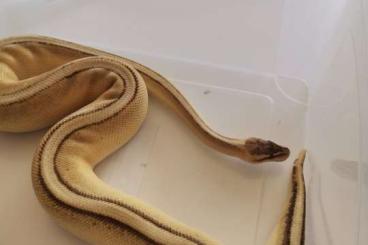 Königspythons kaufen und verkaufen Foto: 1.0 Pastel genetic stripe königspython