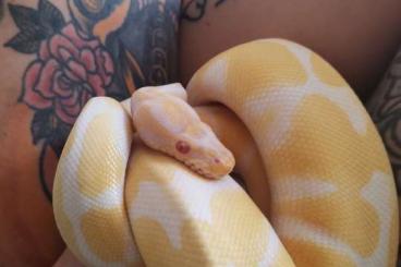 Königspythons kaufen und verkaufen Foto: 1.0 albino Königspython männlich 