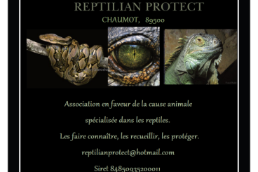 Futtertiere kaufen und verkaufen Foto: Association spécialisée reptiles recherche blattes