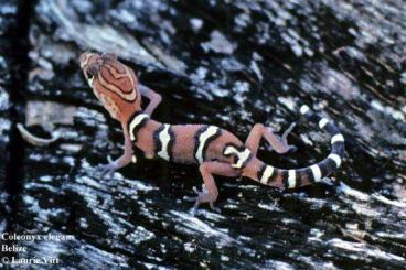 Geckos kaufen und verkaufen Foto: Mittelamerikanischer Krallengecko