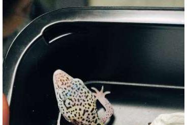 Lizards kaufen und verkaufen Photo: Leopard geckos females from July Lizards kaufen und verkaufen Photo: Leopard geckos females from July