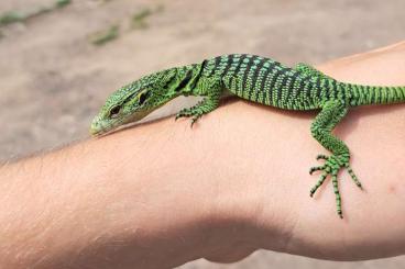 Monitor lizards kaufen und verkaufen Photo: Varanus prasinus Adult pair and 3 baby's  
