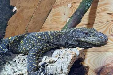 Monitor lizards kaufen und verkaufen Photo: 1.1 Varanus Salvadorii 3 years old 