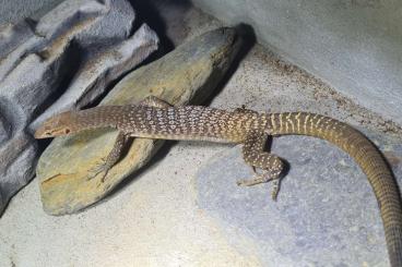 Monitor lizards kaufen und verkaufen Photo: Varanus Tristis Tristis Trauerwaran 1.0 Monitor lizards kaufen und verkaufen Photo: Varanus Tristis Tristis Trauerwaran 1.0