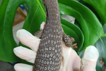 Warane kaufen und verkaufen Foto: Varanus Tristis Tristis Trauerwaran 1.0 Warane kaufen und verkaufen Foto: Varanus Tristis Tristis Trauerwaran 1.0