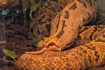 Venomous snakes kaufen und verkaufen Photo: Big crotalus culminatus pair Venomous snakes kaufen und verkaufen Photo: Big crotalus culminatus pair
