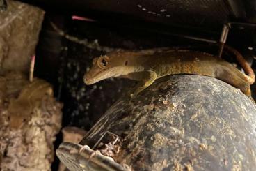 Geckos kaufen und verkaufen Photo: Kronengecko Naturorange Männchen