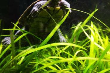 Sumpfschildkröten kaufen und verkaufen Foto: Mississippi-Höckerschildkröte 12 Jahre alt männlich 