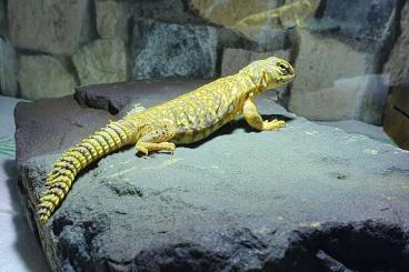 Agama kaufen und verkaufen Photo: 0.1 Uromastyx Geyri for Sale!