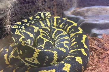 Pythons kaufen und verkaufen Foto: Morelia spilota cheynei / jungle carpet python Pythons kaufen und verkaufen Foto: Morelia spilota cheynei / jungle carpet python