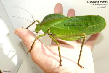 Insects kaufen und verkaufen Photo: Siliquofera grandis, Riesenblattschrecke, Phasmiden