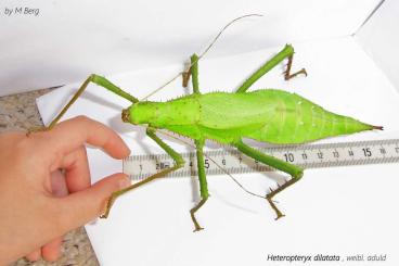Insekten kaufen und verkaufen Foto:  Heteropteryx dilatata/ Phasmiden /  Gespenstschrecke 