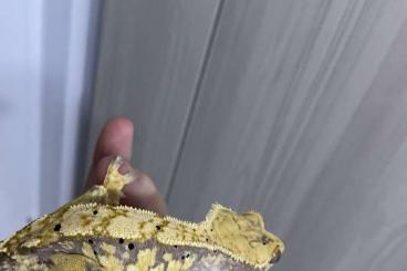 Geckos kaufen und verkaufen Foto: Extreme harlequin crested gecko