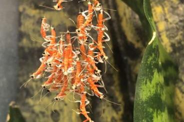 Insekten kaufen und verkaufen Foto: Hymenopus coronatus (Orchideenmantide)