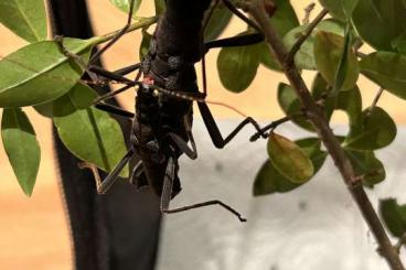 Insekten kaufen und verkaufen Foto: Peruphasma schultei (Samtschrecke) aus Hobbyzucht