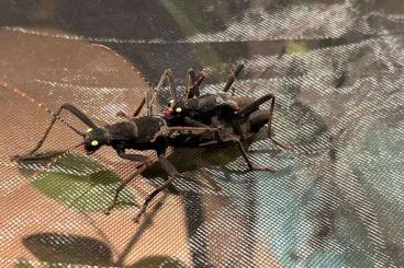 Insekten kaufen und verkaufen Foto: Peruphasma schultei (Samtschrecken)