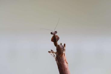 Insects kaufen und verkaufen Photo: Deroplatys truncata l1/l2