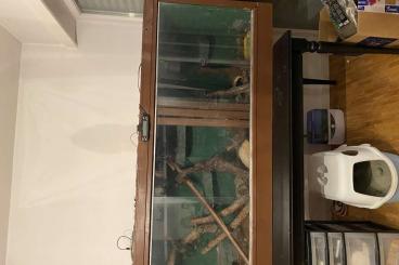 Colubrids kaufen und verkaufen Photo: Zwei Kornnattern mit Terrarium 