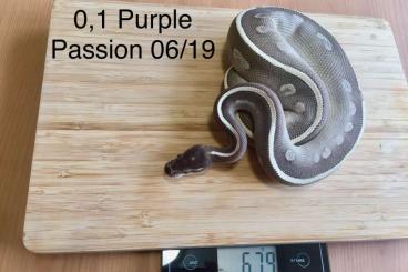 Königspythons kaufen und verkaufen Foto: 0.1 Purple Passion Königspython