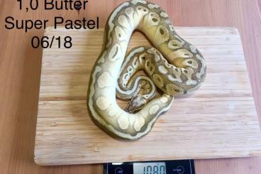 Ball Pythons kaufen und verkaufen Photo: verkaufe eine 1,0 Super Pastell Butter 