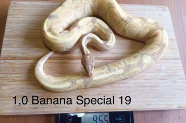 Königspythons kaufen und verkaufen Foto: 1.0 Banana Special Adult 