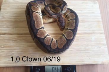 Königspythons kaufen und verkaufen Foto: 1,0 Clown Adult Königspython 