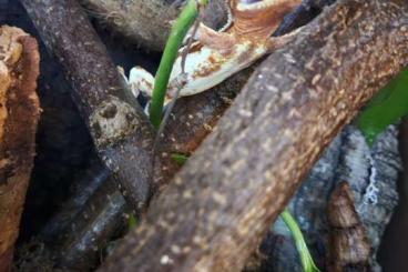 Geckos kaufen und verkaufen Photo: Correlophus ciliatus - Kronengecko Red Lilly White pos. 0.1 Geckos kaufen und verkaufen Photo: Correlophus ciliatus - Kronengecko Red Lilly White pos. 0.1