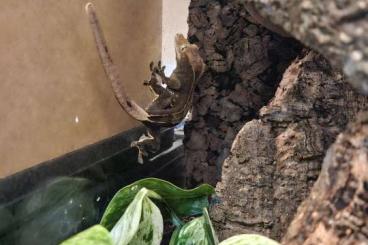 Geckos kaufen und verkaufen Foto: Kronengecko - Charcoal 1.0 Geckos kaufen und verkaufen Foto: Kronengecko - Charcoal 1.0