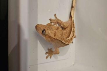 Geckos kaufen und verkaufen Foto: Kronengecko - het. Axanthic reverse stripe Geckos kaufen und verkaufen Foto: Kronengecko - het. Axanthic reverse stripe