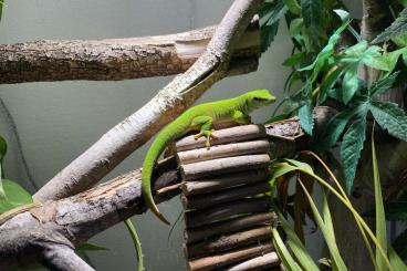 Geckos kaufen und verkaufen Foto: Biete Madagaskar Taggecko 2 Jahre